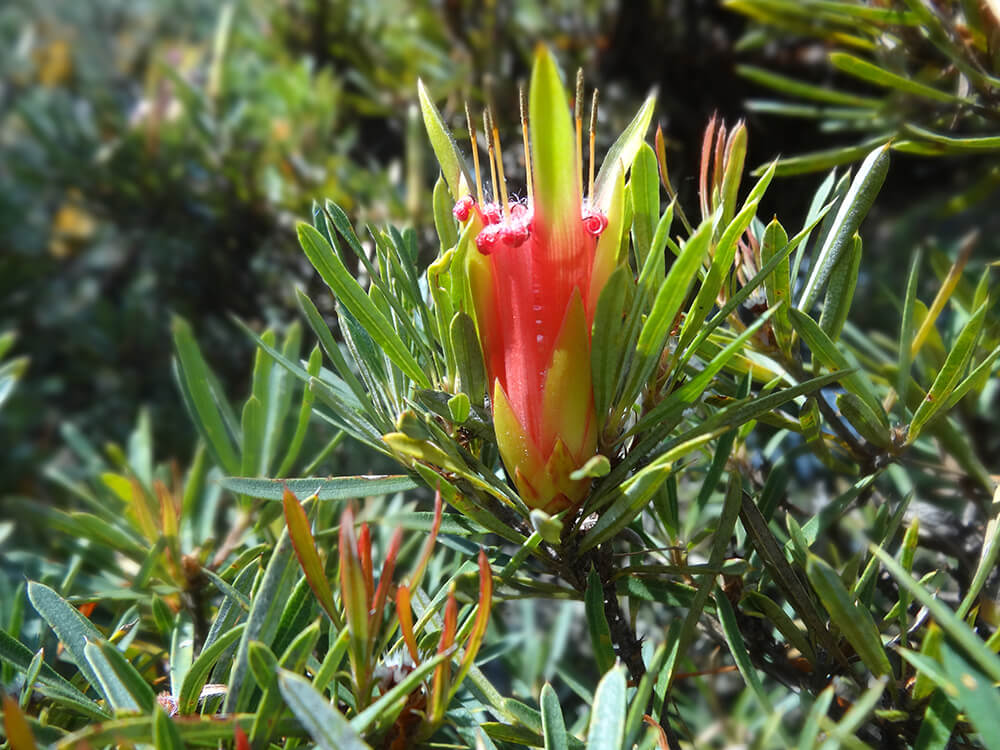 Mountain Devil flower cluster Blue Mountains Gin Company Product Information11